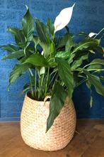 Zeegras manden (ca. 35 cm doorsnede), Ophalen, Mand, Rond, Nieuw