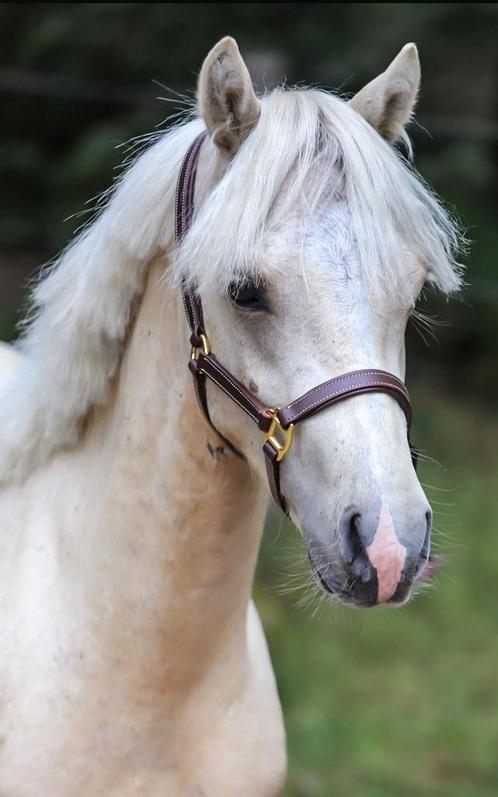 A-Pony te koop - Palemino (Sjimmy), Dieren en Toebehoren, Paarden, Ruin, Zadelmak, Minder dan 160 cm, 3 tot 6 jaar, Springpaard
