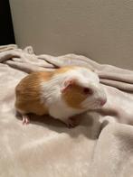 George, beertje, Dieren en Toebehoren, Knaagdieren, Cavia, Mannelijk, Tam, September