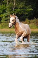 Hypoallergene Curly Horses 1.35-1.60, Meerdere dieren