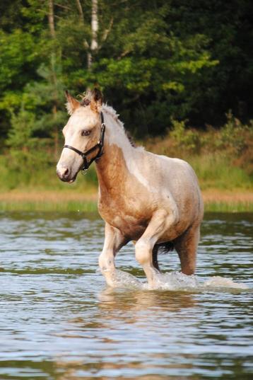 Hypoallergene Curly Horses 1.35-1.60 beschikbaar voor biedingen