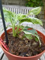frozen freckless monstera met sceletbladeren, Overige soorten, In pot, Minder dan 100 cm, Groene kamerplant