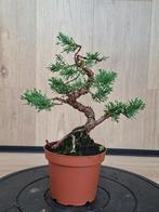 Juniperus Bonsai - Jeneverbes, gestyled, Ophalen