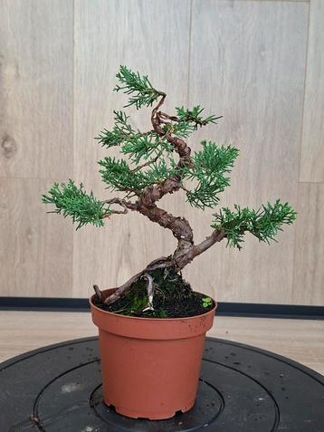 Juniperus Bonsai - Jeneverbes, gestyled beschikbaar voor biedingen