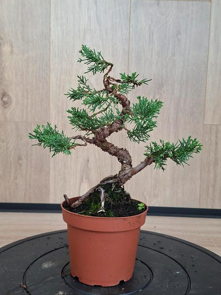 Juniperus Bonsai - Jeneverbes, gestyled, Tuin en Terras, Planten | Tuinplanten, Ophalen