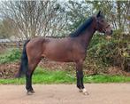 Bomproof mega lieve en knappe ruin! Betuigd, Dieren en Toebehoren, Pony's, B, Gechipt, Ruin, 3 tot 6 jaar