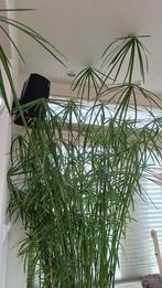Parapluplant, Papyrus, 2.40 hoog, Huis en Inrichting, Kamerplanten, Ophalen, Overige soorten