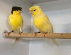 Te koop duitse kuif kanaries, Dieren en Toebehoren, Meerdere dieren, Postuurkanarie