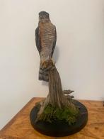 Opgezette vogel dieren taxidermie, Ophalen of Verzenden, Zo goed als nieuw, Vogel, Opgezet dier