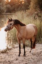 Knappe valk, welsh b pony, Dieren en Toebehoren, Pony's, Merrie, Gechipt, 3 tot 6 jaar, B pony (1.17m tot 1.27m)