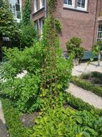 2x Stalen klimrek (piramide) voor klimplanten, Ophalen, Gebruikt
