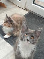 Mooie maine coon kitten 3 poesjes, Poes, Gechipt, 0 tot 2 jaar