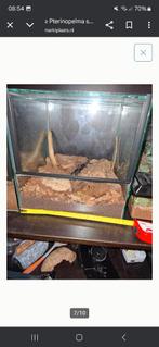 Pterinopelma sazimai female.  Alleen ophalen ik verzend niet, Dieren en Toebehoren, Insecten en Spinnen, Spin of Schorpioen