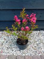 Verschillende lagerstroemia, Overige soorten, Volle zon, Vaste plant, Ophalen of Verzenden