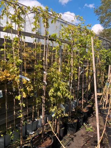 Moerbei witte treurboom hoogstam stam 200cm de mooi gelijke 