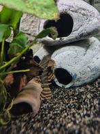 2x L397 en 1x L?, Vis