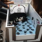 Werpkist Hond te huur voor kleine tot middelgrote honden, Dieren en Toebehoren, Honden-accessoires, Ophalen, Zo goed als nieuw