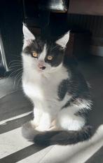 Poesje Maine Coon/Brits Korthaar