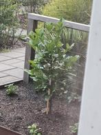 Bijna gratis: 2 laurierstruiken boompjes tuinplanten terras, Ophalen, Laurier, Struik, 100 tot 250 cm