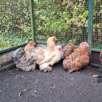 4 Fantastische Cochin kriel hennencochins krulveer porselein, Dieren en Toebehoren, Pluimvee, Vrouwelijk, Kip