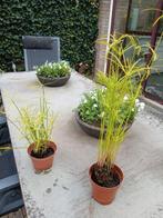 parapluplant, Ophalen, Halfschaduw, Minder dan 100 cm