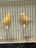Gezocht kanaries, Dieren en Toebehoren, Vogels | Kanaries, Meerdere dieren, Kleurkanarie