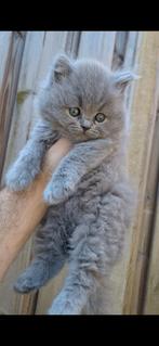Britse korthaar / langhaar kittens, Dieren en Toebehoren, Katten en Kittens | Raskatten | Korthaar, Poes, Gechipt, 0 tot 2 jaar