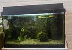 Aqarium, Dieren en Toebehoren, Vissen | Aquaria en Toebehoren, Ophalen, Gebruikt, Leeg aquarium