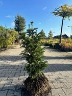 Taxus Baccata, Tuin en Terras, Planten | Struiken en Hagen, Ophalen, Taxus, Haag, Minder dan 100 cm