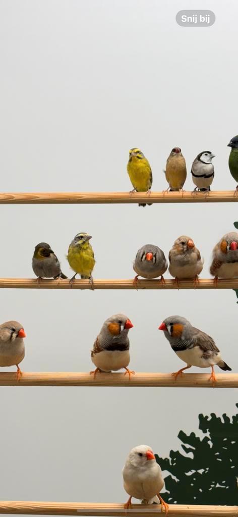 Mozambique sijs stel 1-1, Dieren en Toebehoren, Vogels | Overige Vogels, Tropenvogel, Meerdere dieren