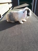 Te koop mooie minilop voedster 3 jaar oud, Dieren en Toebehoren, Konijnen, Vrouwelijk, Dwerg