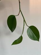 Drakenklimop (Epipremnum aureum) stekje, Ophalen of Verzenden, Halfschaduw, Minder dan 100 cm