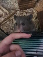 Hamster, Dieren en Toebehoren, Knaagdieren, Hamster, Maart, Mannelijk, Tam