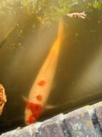 Japanese Koi around 35cm, Dieren en Toebehoren, Vissen | Vijvervissen, Karper of Koi