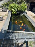 Complete vijver met inhoud en toebhoren., Karper of Koi