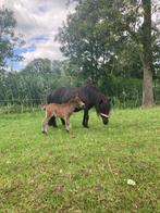 Shetlander met veulen, Dieren en Toebehoren, Pony's, Merrie, A pony (tot 1.17m), 3 tot 6 jaar, Gechipt