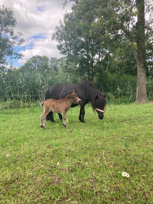 Shetlander met veulen, Dieren en Toebehoren, Pony's, Merrie, A pony (tot 1.17m), Recreatiepony, 3 tot 6 jaar, Gechipt, Ontwormd