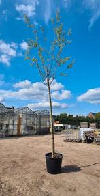 Salix alba | schietwilg knotwilg, Tuin en Terras, Planten | Bomen, Ophalen of Verzenden, In pot, Volle zon