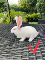 Duitse reus albino voedsters, Dieren en Toebehoren, Konijnen, Vrouwelijk, Groot