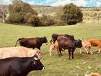 Gezocht: Runderen, Dieren en Toebehoren, Meerdere dieren