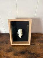 Steenmarter schedel in een 3d lijst, Verzamelen, Ophalen of Verzenden, Nieuw, Overige soorten, Schedel