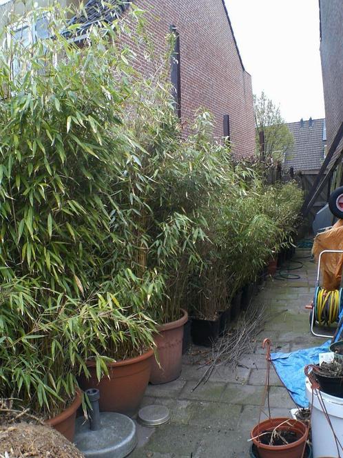 Polvormige bamboe NIET WOEKERENDE, Tuin en Terras, Planten | Tuinplanten, Vaste plant, Overige soorten, Volle zon, Ophalen