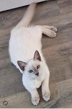 Raszuivere Blauwe Rus en Blue Point Rus kittens, 0 tot 2 jaar