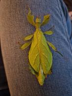 Eitjes Phyllium philippinicum, Dieren en Toebehoren, Insecten en Spinnen, Wandelende tak