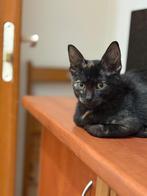 Fluffel, Poes, Kortharig, 0 tot 2 jaar