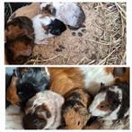 Jonge schattige cavia's verschillende soorten, Dieren en Toebehoren, Knaagdieren, Meerdere dieren, Cavia, Na 1 juli 2024, Tam