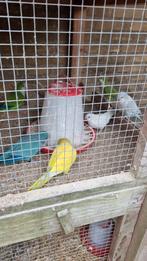Muisparkieten 3 koppels, Dieren en Toebehoren, Vogels | Parkieten en Papegaaien, Meerdere dieren, Parkiet
