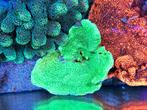 Montipora (groen en rood), Dieren en Toebehoren, Vissen | Aquariumvissen, Overige typen, Zoutwatervis