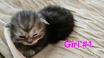 Kittens for sale zoetermeer- Siberian and persian kittens, Dieren en Toebehoren