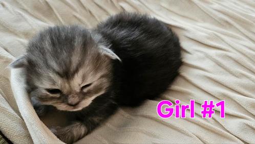 Kittens for sale zoetermeer- Siberian and persian kittens, Dieren en Toebehoren, Katten en Kittens | Overige Katten